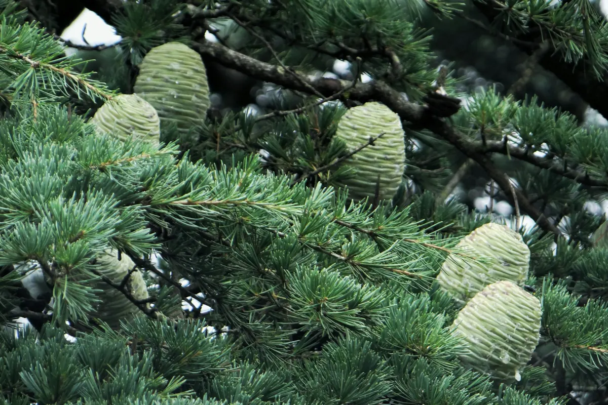 49 vestuvių metinės – kedro vestuvės: kedro šakos su kankorėžiais